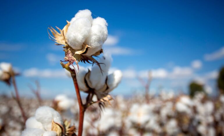 Cotton Back to Rallying Early on Friday
