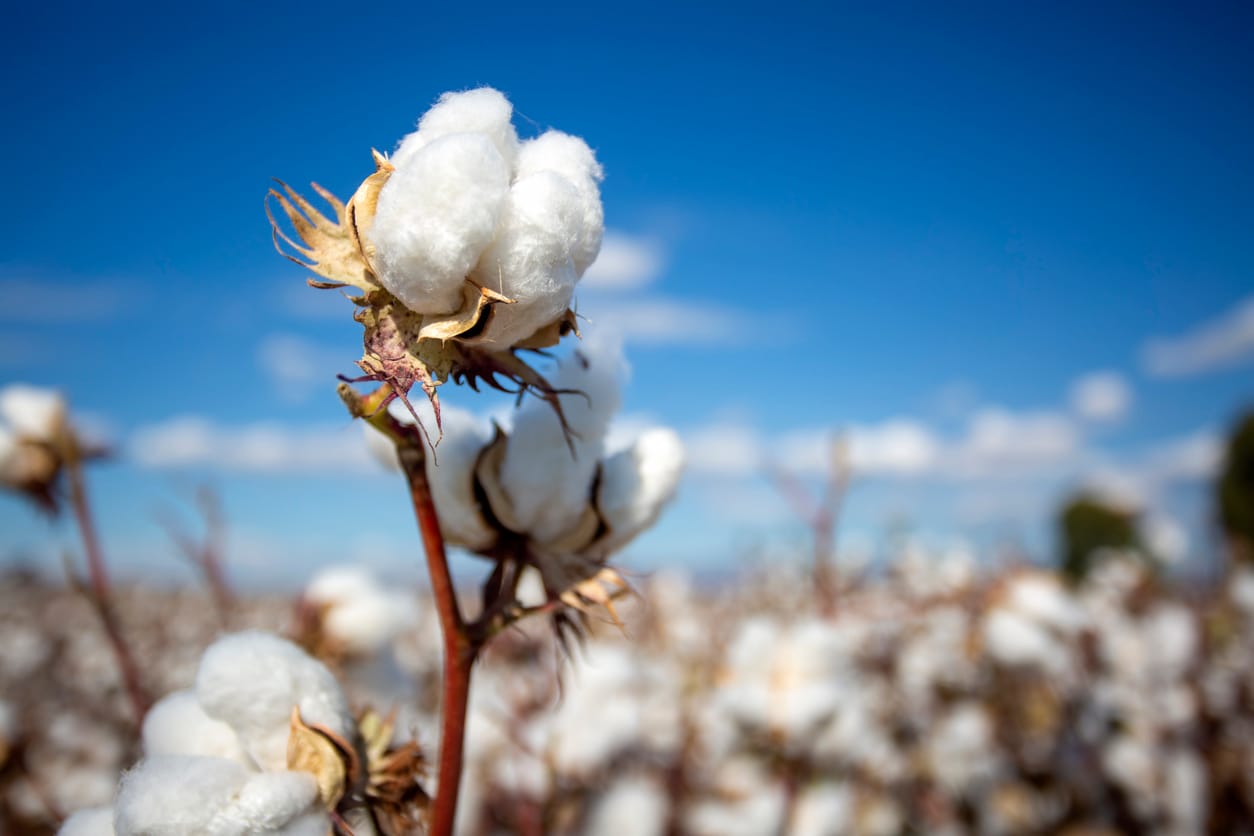 Cotton Back to Rallying Early on Friday